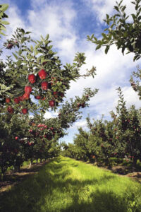 Your Mission: Find a Crackerjack Cider Producer Near You Image